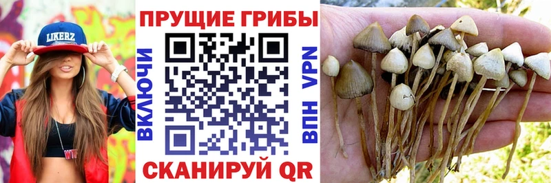 купить сайты hydra ссылка Галлюциногенные грибы GOLDEN TEACHER Новоузенск